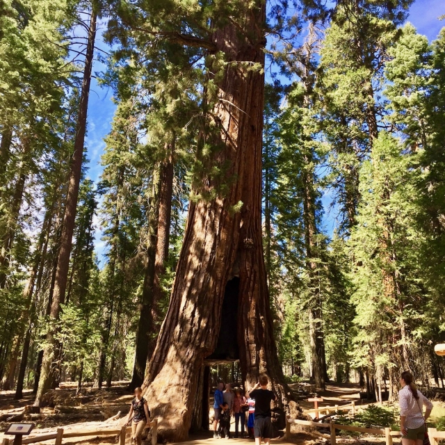 こちらも大きい！ 「カリフォルニアトンネルツリー」