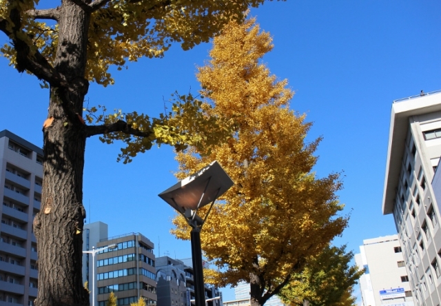 東二番丁通りのイチョウ