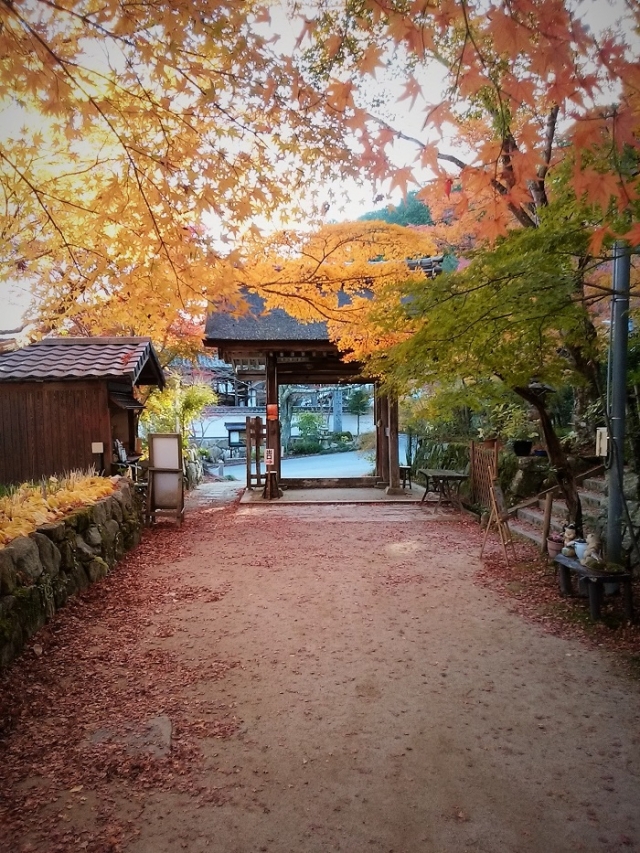 参道の紅葉トンネルが美しい長寿寺