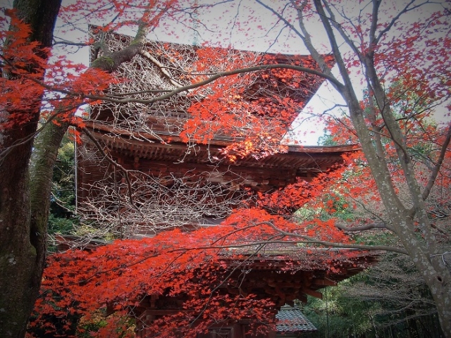 回遊式庭園の紅葉が美しい清瀧寺徳源院