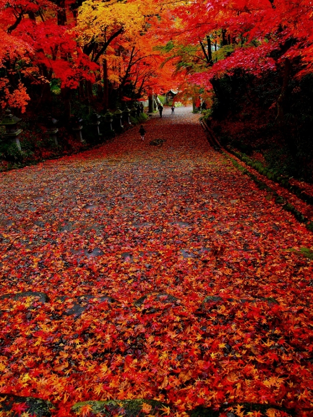 紅葉の穴場多し ゆったり味わえる滋賀のおすすめ紅葉スポット3選 地球の歩き方