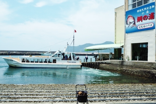 「鯛の浦」を巡る鯛の浦遊覧船