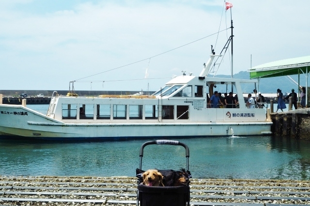 「鯛の浦」を巡る鯛の浦遊覧船とは！？