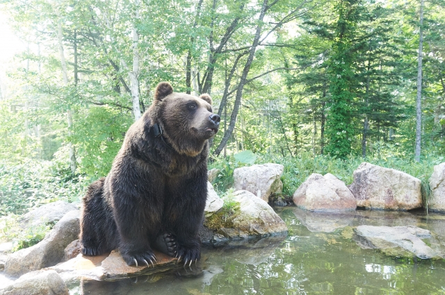 アイヌからクマまで…人気観光スポットも登場！