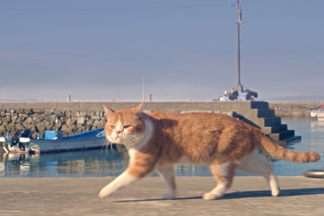 全シーンどこかに猫が!?岩合監督のこだわり