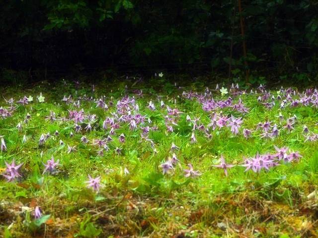 スプリング・エフェメラルってどんなお花！？