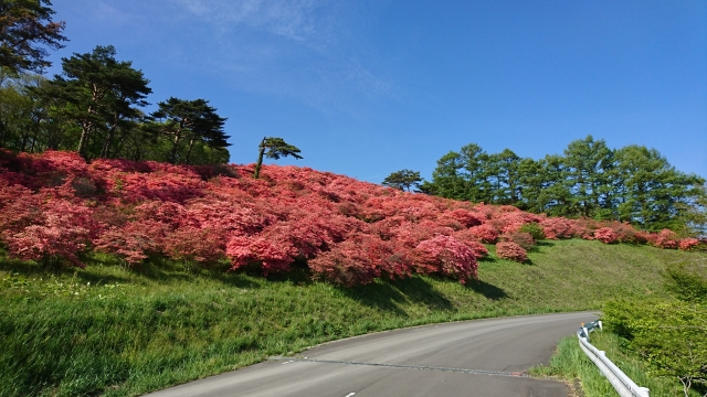 つつじ満開時期。空、山、つつじのコントラストが美しい