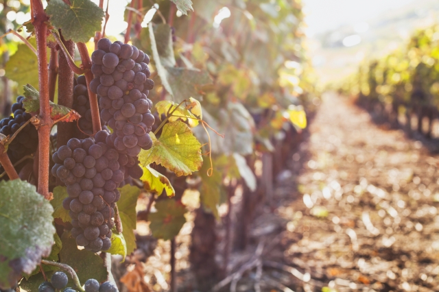 接ぎ木によるワイン用ぶどうポット苗とは！？　©iStock