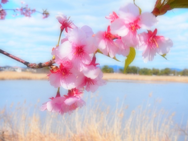 児島湖の土手沿いに咲く河津桜