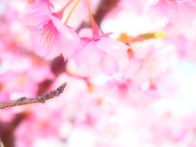 河津桜ってどんな桜？