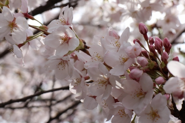 桜も少し寒そう