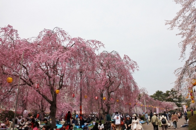 昼夜お花見客でにぎわう「榴岡公園」