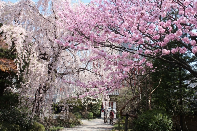 仙台駅東口の隠れた桜スポット「徳泉寺」