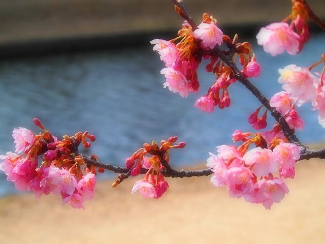 河津桜の名所「倉敷川千本桜」エリアとは！？