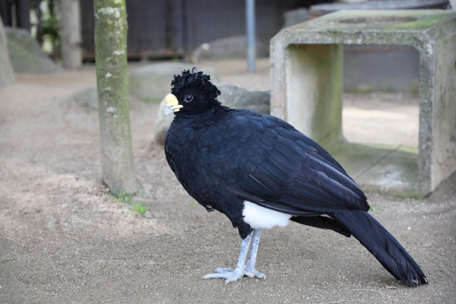 エントリーNo8.オオホウカンチョウ