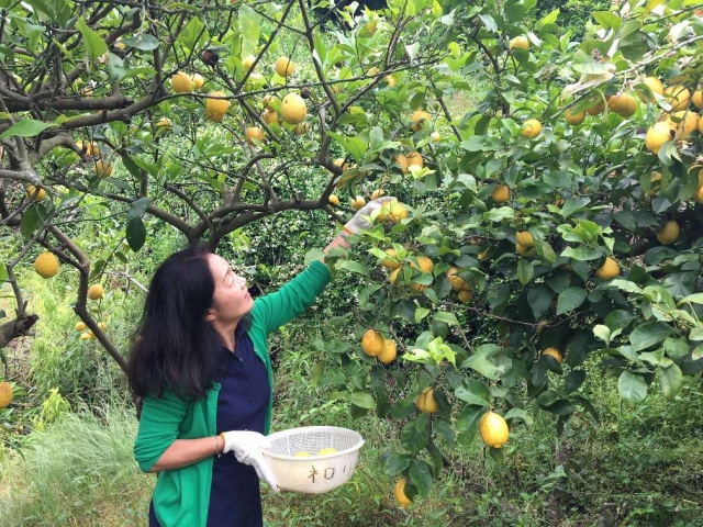 果樹園での果実や花摘みで、島の香りを満喫！