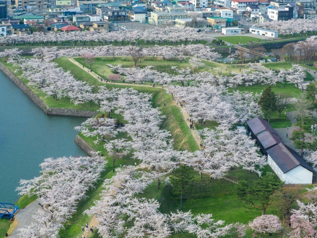 ソメイヨシノを中心に植えられた五稜郭公園のサクラ