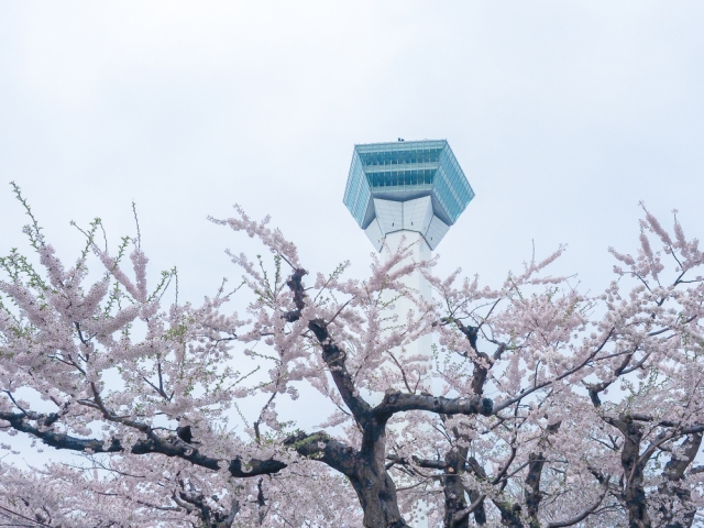 五稜郭タワーと桜