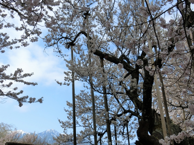 南アルプス連峰を望む神代桜