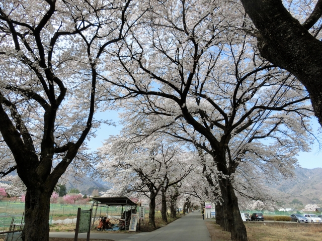 左側に見えるのは「しだれ桜の里」