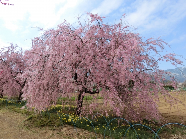 濃いピンクの花を咲かせたしだれ桜