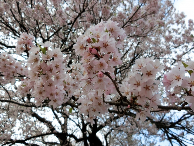 お花見をするにあたり