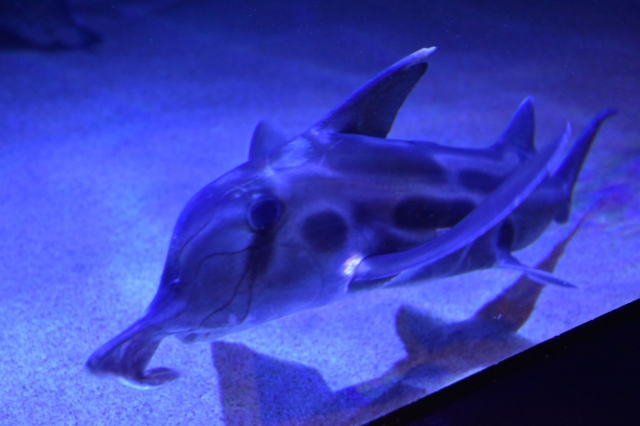 サンシャイン水族館の本館でも愛すべき“へんないきもの”を発見!?