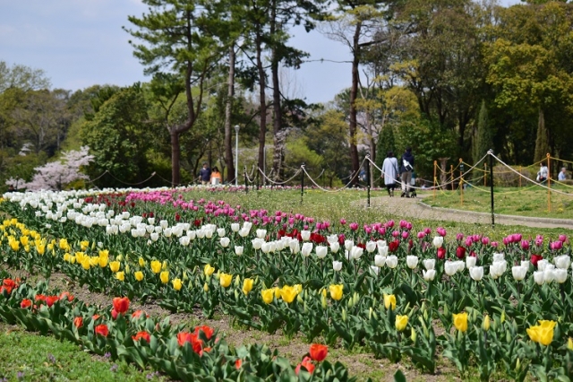 桜だけじゃない春のお花たち