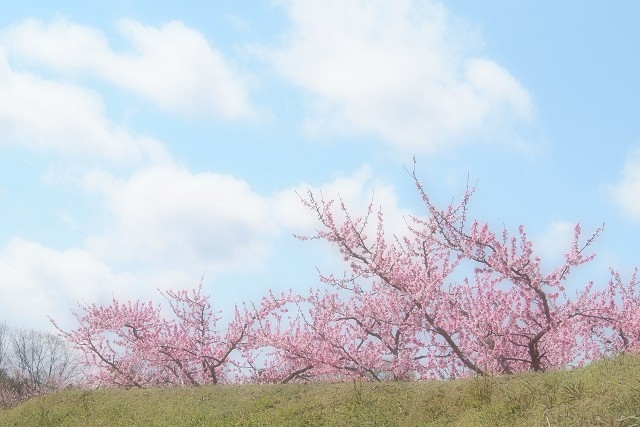 佐山地区の桃畑