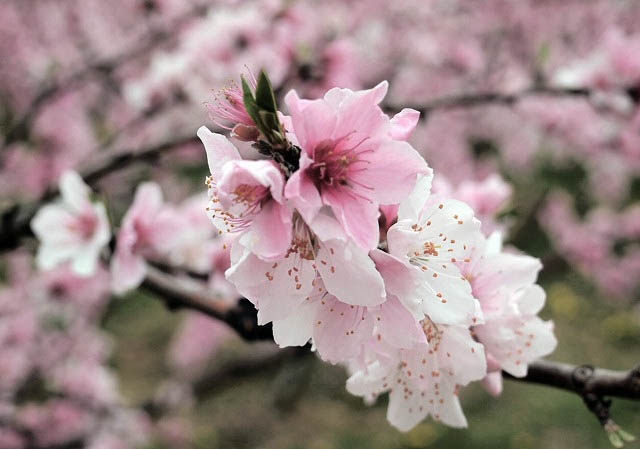 剪定前の桃の花