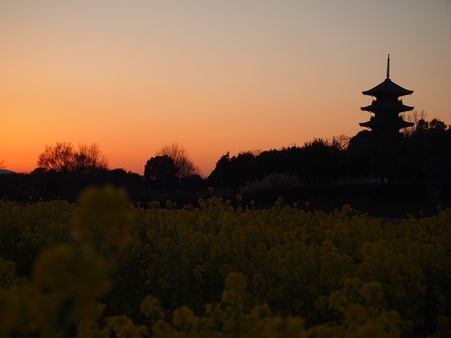 写真愛好家に人気の夕暮れの五重塔