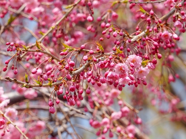 北海道では珍しい八重紅枝垂（ヤエベニシダレ）の蕾と花