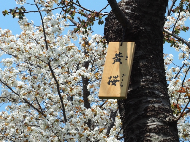 お気に入りのサクラは手書きの木札で名前チェック