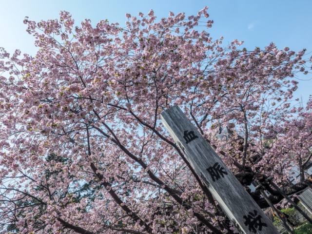 推定樹齢300年以上の「血脈桜」