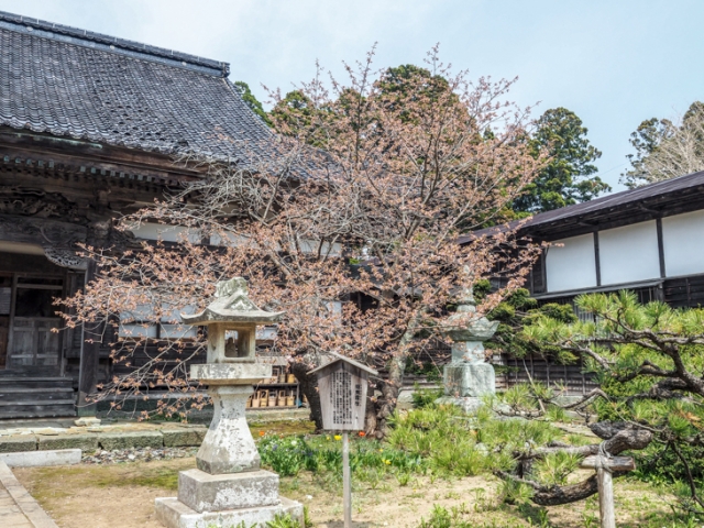 まだ蕾の龍雲院・蝦夷霞桜