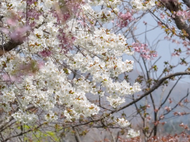 1ヵ月間以上も続くサクラ百花繚乱