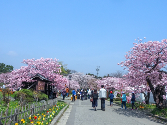 にぎわう松前町・松前公園の「松前さくらまつり」