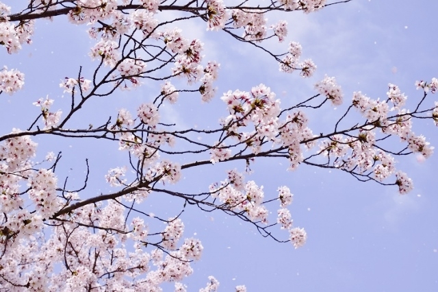 青空に花びらの舞う様も美しいソメイヨシノ