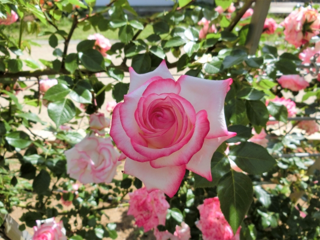 白にピンクの縁どりのバラ、かわいらしいです