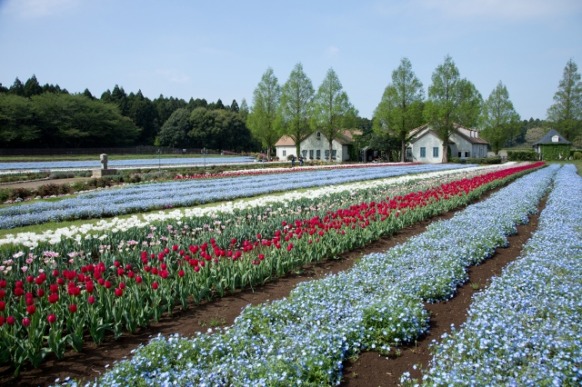 ネモフィラとチューリップの競演 こもれび森のイバライドが春の花畑に 茨城県稲敷市 地球の歩き方