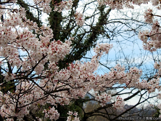 ユネスコの世界遺産に登録された旧市街と桜のコラボレーション