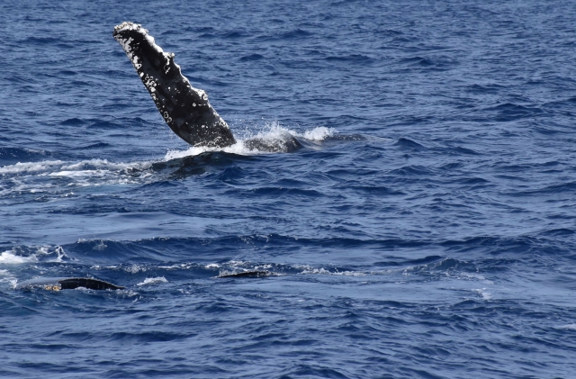 知ってる？クジラのアクション集