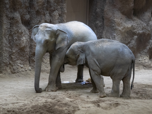 12年ぶりに札幌市円山動物園にアジアゾウがやってきた！