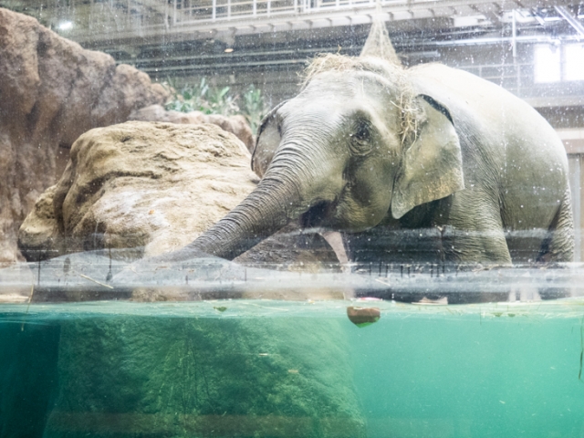 リンゴを取ろうと鼻をのばすシュティン