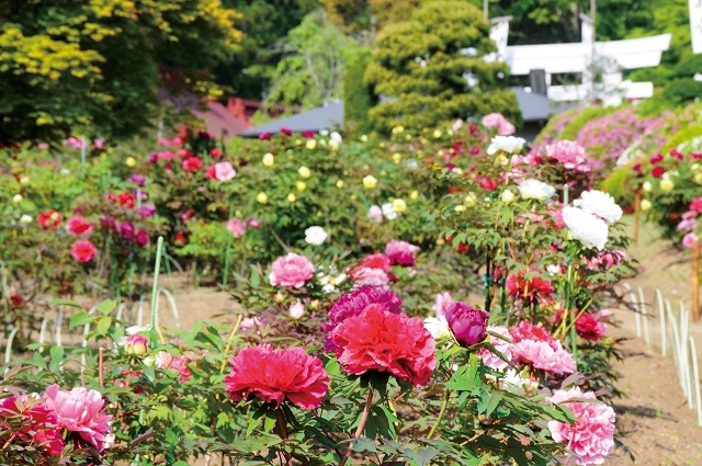 「金蛇水神社」の花まつりとは！？