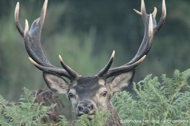 野生の動物に会えるかも！？　©Domaine National de Chambord