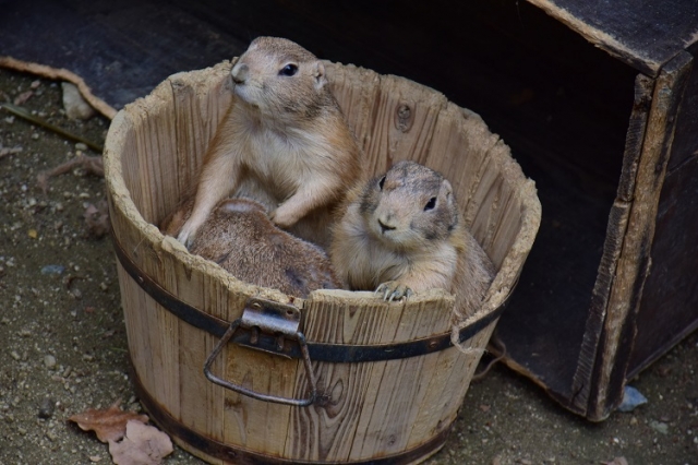 動物もいるひらパー