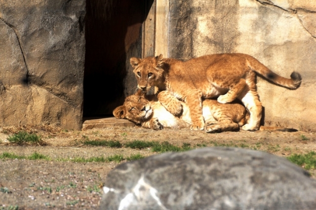 とっても仲よしの「サン」と「なお」　©仙台市八木山動物公園