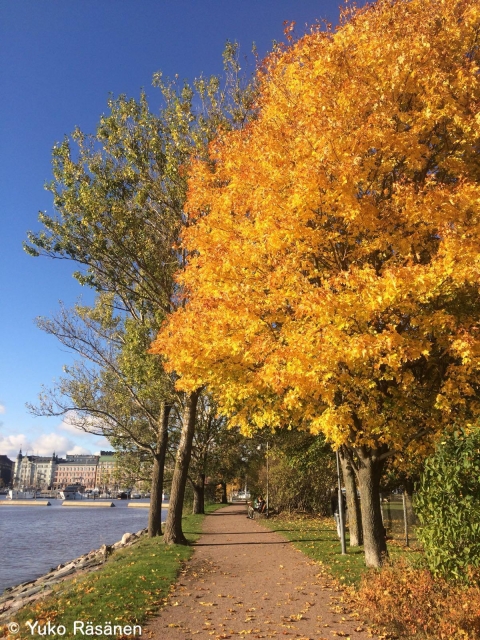 フィンランド・ヘルシンキの紅葉風景