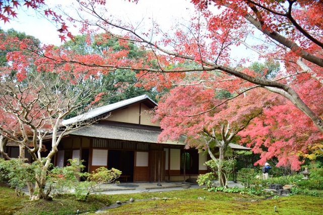 日本庭園茶室　汎庵・万里庵の紅葉